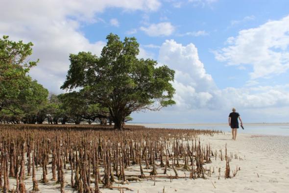 Mangal near Pemba, photo by António Gouveia