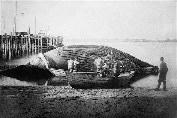 blue whale, 1900