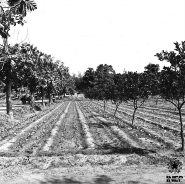 Experimental Farm of Pessubé, Guinea Bissau, photographer unknown, undated, source CasaComum.org