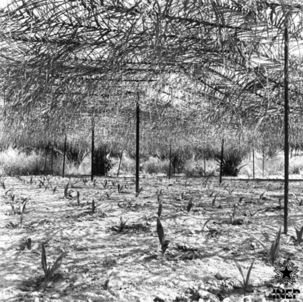 Experimental Farm of Pessubé, Guinea Bissau, photographer unknown, undated, source CasaComum.org