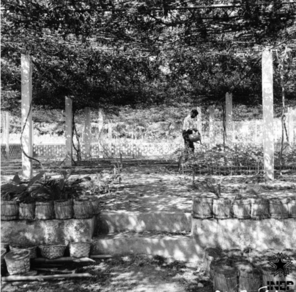 Experimental Farm of Pessubé, Guinea Bissau, photographer unknown, undated, source CasaComum.org