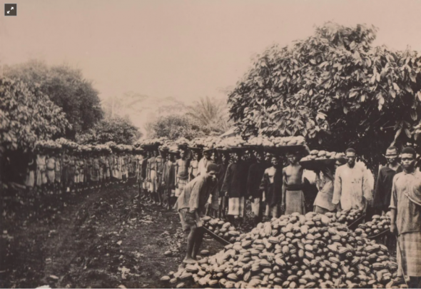 Homens e mulheres na colheita do cacau. Fotografia do belga Théo Masui de visita a São Tomé em 1900 republicada no álbum do fabricante de chocolate britânico William Cadbury, em 1909 Arquivo de História Social (ICS)