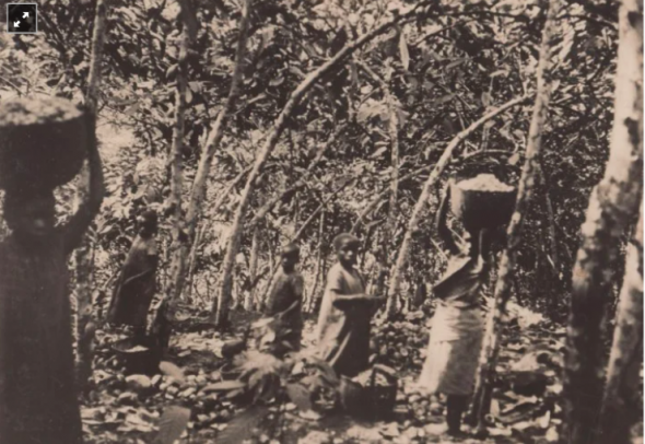 Crianças na apanha do cacau numa roça em São Tomé. Fotografia de William Cadbury Arquivo de História Social (ICS)