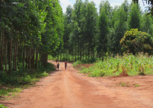 Plantações de eucalipto da Portucel em Moçambique. Justiça Ambiental