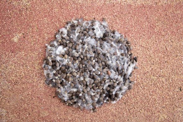 Fig.4 Recolha de sementes de algodão selvagem na ilha de São Vicente, Cabo Verde. Neve Insular, 2018.