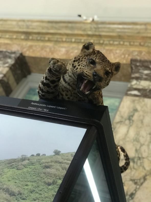 Jaguar, AfricaMuseum, Tervuren, Belgium. Courtesy of IBB