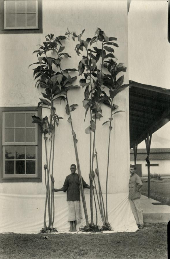 Photographic postcard of ukwêtê-nglandji / bordão-de-macaco (Costus giganteus Welw. ex Ridl.), sent from São Tomé and Príncipe to Júlio Henriques, unknown date (Archive of Botany of the Life Sciences Department of the University of Coimbra)