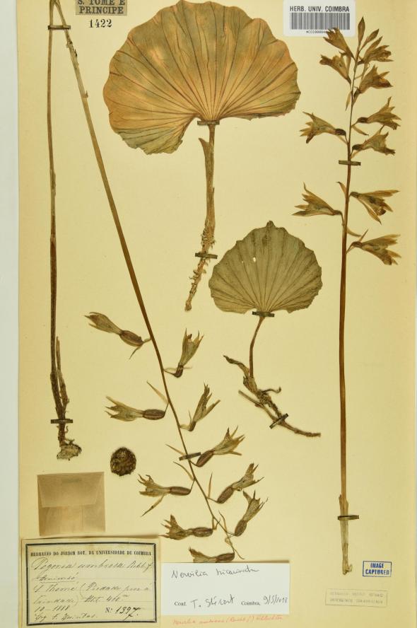 Folha de herbário da espécie Aminsó, Nervilia bicarinata (Blume) Schltr. (Herbário da UC, REF. COI84662)