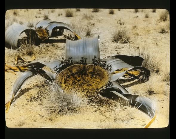 Diapositivo de vidro de Welwitschia mirabilis Hook f. em Angola, fotografia de Luís Carrisso, 1927 (Arquivo de Botânica do Departamento de Ciências da Vida da UC)