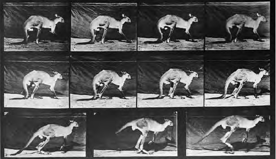 Eadweard Muybridge, Animal Locomotion, c. 1883 (publicado na p.134)