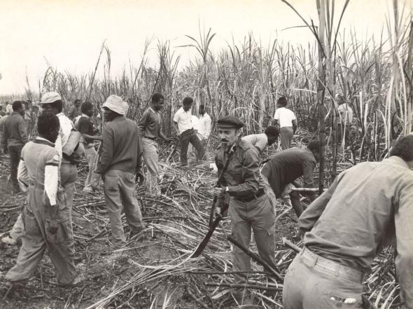 Golungo Alto, Corte de Cana
