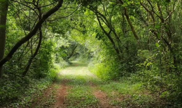 Os trilhos dos Caminhos do Peabiru estendiam-se ao longo de 4 mil quilómetros (Projecto Caminhos de Peabiru)