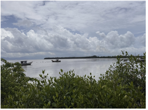 Mangrove in Tunapuna