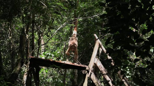 Muriqui a alimentar-se numa plataforma do cativeiro 