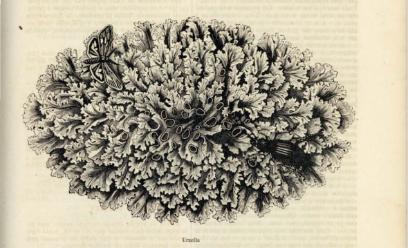 Urzela Archivo Pittoresco