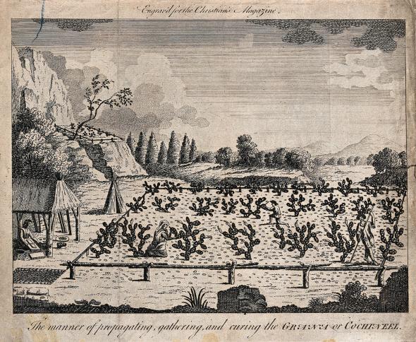 Monocultura do Nopal