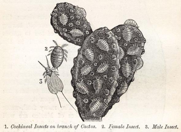 Cochineal insects