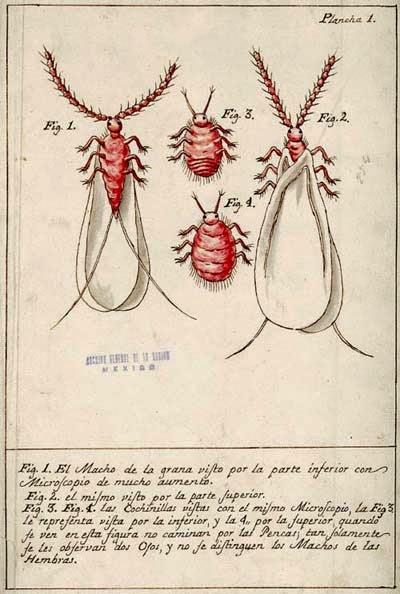Desenho das cochinillas (José Antonio de Álzate y Ramírez)