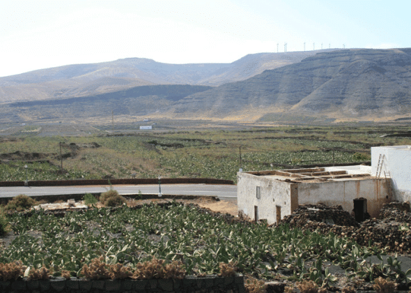 Para dar resposta à procura, no século XVI os espanhóis começaram a produzir cochinilla nas Ilhas Canárias,  (DR)