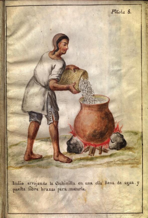 Tratamento das cochinillas ((José Antonio de Álzate y Ramírez)