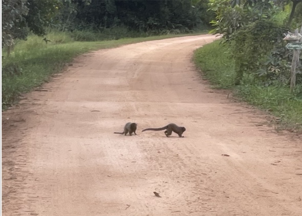 Saguis na estrada