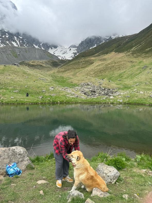 Caucasiano canino de altitude