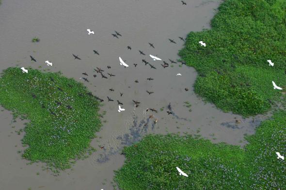 Lake Urema Birds - Paul Kerrison