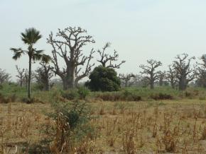 Baobab