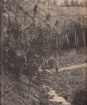 Destruição da floresta tropical em São Tomé para plantar cacau. Álbum de fotografias de William Cadbury Arquivo de História Social (ICS)