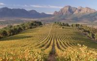 Vinhos da África do Sul 